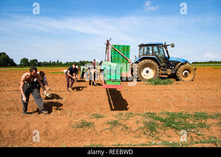 Die europäischen Arbeitnehmer der Ernte der Spargel Ernte auf einem Bauernhof in Großbritannien Stockfoto