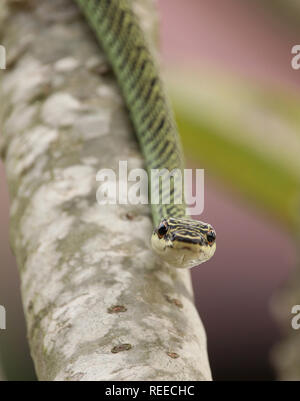 Schmuckbaumnatter, Paradies fliegende Schlange, Chrysopelea paradisi Thailand Koh Lanta Stockfoto