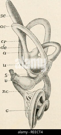 . Vergleichende Anatomie der Wirbeltiere. Anatomie, Vergleichende; Wirbeltiere - Anatomie. Auditive Organe. Rill Befugnisse der Anhörung der lagena wird erheblich verlängern, bis in die Säugetiere erwirbt es eine eigentümliche Entwicklung und ist wie der Scala Media, die Struktur und die Beziehungen von denen bekannt ist, nachfolgend beschrieben. In der cyclostomen Utriculus und sacculus sind nicht differenziert. In der myxinoids gibt es nur einen einzigen halbkreisförmigen Canal, allerdings mit einer Ampulle an beiden Enden in der neunaugen Es gibt zwei Kanäle, sowohl in der vertikalen Ebene, und jeder mit einer Ampulle am unteren Ende. Bitte n Stockfoto