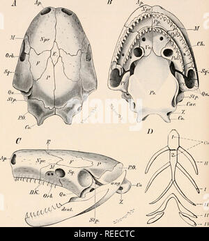 . Vergleichende Anatomie der Wirbeltiere. Anatomie, Vergleichende; Wirbeltiere. 102 EINE VERGLEICHENDE ANATOMIE B A*.. Co n-1 • £ *&amp;^:: II, IV Fio. 7"&gt;. - Ein, DORSALE, B, VENTRAL, C, laterale Ansicht OK SCHÄDEL VON SIP-Jy; naso-preniaxilla; Orl&gt;, Orbit; Pal, Palatin, Po, petroso-occipital; Pj&gt;. Pp', palatin Prozess Der naso-premaxilla Ami des Oberkiefers; /*, parasphenoid, United posterior mit dem auditorischen und Okzipitalen Elemente; J't, Lateralis; Qn, Quadrat;&lt; SV/, paraquadrate ("squamosal"); Sfji, stapedial Platte; ich'o, vomer; X, vagus Foramen. D, Hyobranchial ein Stockfoto