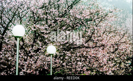 Tien-Yuan Tempel mit Cherry Blossom in Neue Stadt Taipei, Taiwan Stockfoto