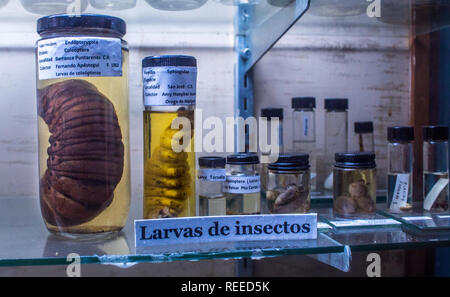 Eine entomologische Sammlung von Insektenlarven (ein Käfer und Motten) in Formaldehyd an der La Salle Natural History Museum erhalten. Stockfoto