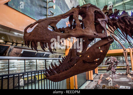 Ein Schädel des Tyrannosaurus Rex im La Salle Natural History Museum, San Jose, Costa Rica Stockfoto