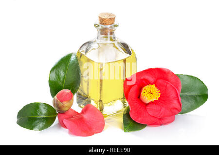 Camellia Öl auf weißem Hintergrund. Cammellia japonica Blume und Glas Öl Flasche mit Tropfer für Schönheit, Hautpflege, Wellness Stockfoto