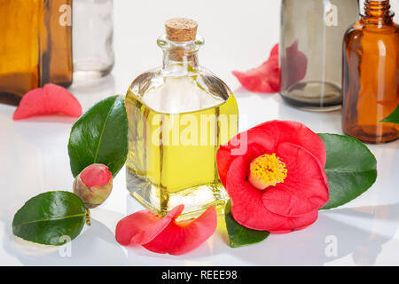 Camellia Öl. Cammellia japonica Blume und Glas Öl Flasche mit Tropfer für Schönheit, Hautpflege, Wellness und medizinische Zwecke Stockfoto