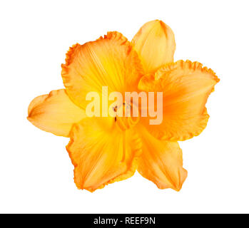Einzigen hellen orange daylily Blume mit gekräuselten Blüten vor einem weißen Hintergrund isoliert Stockfoto