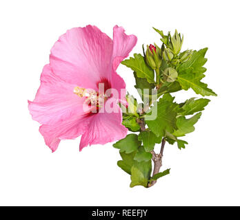 Ein einziges Lila Blume, zahlreiche Knospen, Blätter und Stängel der Rose von Sharon (Hibiscus syriacus) Pflanze gegen einen weißen Hintergrund isoliert Stockfoto