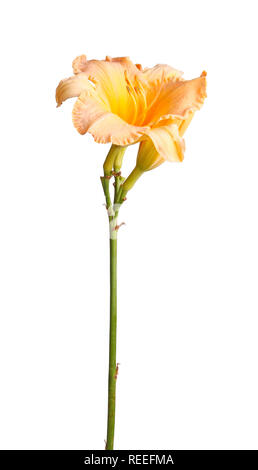 Einzelnen Stamm mit einem orangefarbenen und gelben daylily Blume olus ungeöffneten Blüten vor einem weißen Hintergrund isoliert Stockfoto