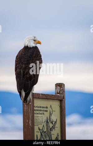 Weißkopf-Seeadler thront auf eine interpretierenden Zeichen auf die Auto-Tour-Route im unteren Klamath National Wildlife Refuge an der Grenze von Oregon, Kalifornien, USA. Stockfoto