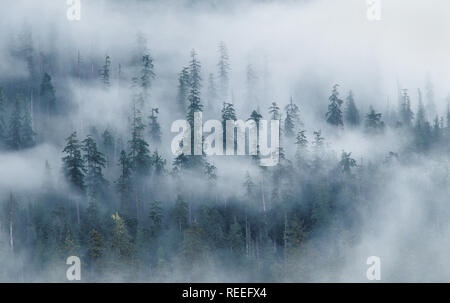 Wald und Nebel über Hoh Fluss, aus Fichte Naturlehrpfad; Olympic National Park, Washington. Stockfoto