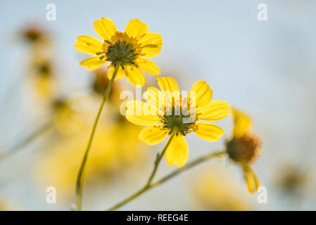 Brittlebush (Encelia Farinosa); Anza Borrego Desert State Park, Kalifornien. Stockfoto