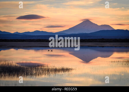 Canada Gänse am unteren Klamath See mit Mount Shasta in der Ferne; untere Klamath National Wildlife Refuge, Kalifornien. Stockfoto