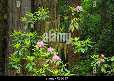 Rhododendron, Moos, und und Redwood Bäume; Howland Hill Road, Jedediah Smith Redwoods State Park, Calfornia. Stockfoto