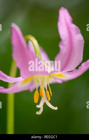 Rosa Fawn Lily (Erythronium Revolutum);  Mount Pisgah Arboretum, Willamette Valley, Oregon. Stockfoto