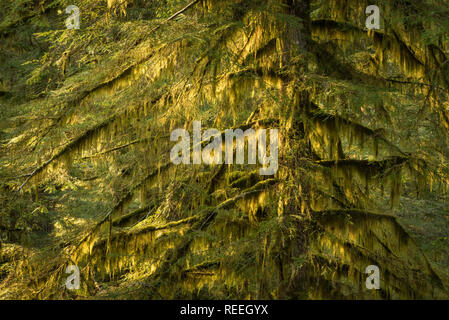 Moosbedeckten Western Hemlock Baum; Elliott State Forest, Oregon Coast Range Mountains. FR 1000. Stockfoto