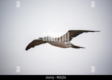 Die Blue-Footed Sprengfallen im Flug auf Galapagos. Stockfoto