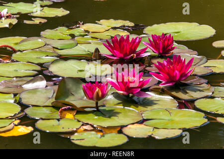 Rote Wasserlilien im Gartenteich, Blumengartenszene Stockfoto