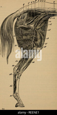 . Eine compend der pferdeartigen Anatomie und Physiologie. Pferde, Pferde - - Anatomie. Abb. 13.. Bitte beachten Sie, dass diese Bilder sind von der gescannten Seite Bilder, die digital für die Lesbarkeit verbessert haben mögen - Färbung und Aussehen dieser Abbildungen können nicht perfekt dem Original ähneln. extrahiert. Ballou, William R. (William Rice). Philadelphia: s. Blakiston, Sohn &Amp; Co. Stockfoto