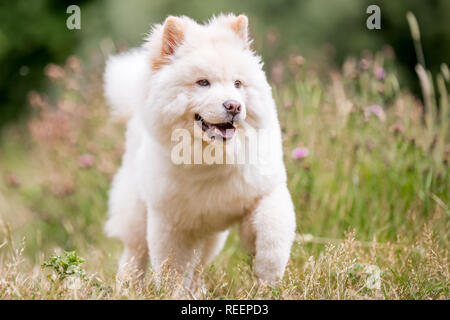 Close up Samojeden Welpe läuft auf einer Wiese auf der Seite. Weiße flauschige Hund mit langem Fell in die Landschaft oder den Park Cute Stockfoto