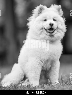 Close up Bulldog Welpen sitzen auf einer Wiese auf der Seite. Weiße flauschige Hund mit langem Fell in die Landschaft oder den Park Cute Stockfoto