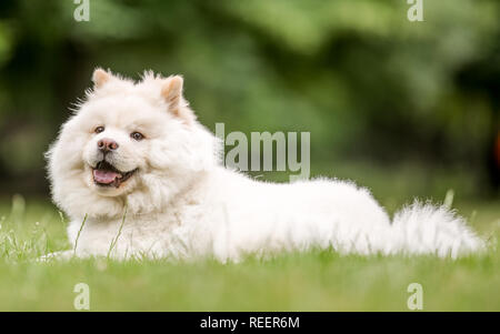 Close up Samojeden Welpe liegend auf einer Wiese auf der Seite. Weiße flauschige Hund mit langem Fell in die Landschaft oder den Park Cute Stockfoto