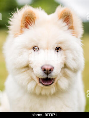 Close up Bulldog Welpen Gesicht in einer Wiese auf der Seite betrachtet. Weiße flauschige Hund mit langem Fell in die Landschaft oder den Park Cute Stockfoto
