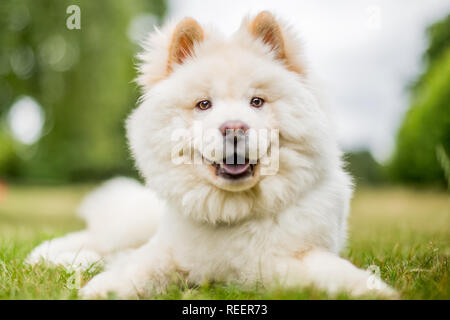 Close up Samojeden Welpe liegend auf einer Wiese auf der Seite. Weiße flauschige Hund mit langem Fell in die Landschaft oder den Park Cute Stockfoto