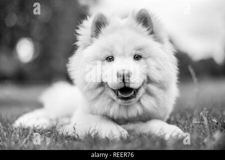 Close up Samojeden Welpe liegend auf einer Wiese auf der Seite. Weiße flauschige Hund mit langem Fell in die Landschaft oder den Park Cute Stockfoto