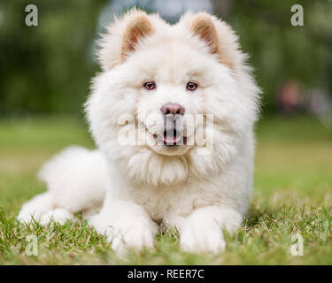 Close up Samojeden Welpe liegend auf einer Wiese auf der Seite. Weiße flauschige Hund mit langem Fell in die Landschaft oder den Park Cute Stockfoto