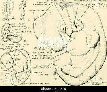 . Vergleichende embryologie der Wirbeltiere; mit 2057 Zeichnungen und Fotos. Als 380 Illus gruppiert. Wirbeltiere - Embryologie; Vergleichende Embryologie. 500 ENTWICKLUNG DER PRIMITIVEN KÖRPER FORM Neuroporus anterior MANDIBULÄREN BEITRAG ZUM ERSTEN BRANCHIAL GROOVE^"'' E*"^*' - OHR (EXTERNE AUDITORISCHEN MEATUS) HYOI D BEITRÄGE ZU EXTERNEN OHR. Unte REN RENTI SOMITEN Abb. 246. Entwicklung von Körper Form im menschlichen Embryo. (C von Keibel und Mall: Handbuch der menschliche Embryologie, Bd. I, 1910. Philadelphia und London, Lippincott. A, B, D und E von Keibel und Elze: Normentafel zur Entwicklungsgeschk Stockfoto