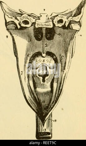 . Die vergleichende Anatomie der domestizierten Tiere. Pferde; Veterinär Anatomie. Die (speiseröhre. Ich 47 Abb. 253. Die CEsophagus (Abbn. 254, 255). Vorbereitung. - das Thema in der zweiten oder dritten Position; die zervikalen panniculuH vom Loft Seite entfernen; nehmen Sie die coircsponding auteiidr Gliedmaßen, und auf die exzision der Rippen auf dieser Seite fortfahren, mit Ausnahme der Ersten. Danach die Gefäße und Nerven sezieren in der neighbuuriiood des tesophagus, dabei darauf achten, ihre Beziehungen zueinander zu bewahren. Form - Die oesophai^ uns ist eine lange, zylindrische, schmal, membranöse können Stockfoto