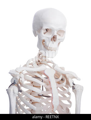 Porträt eines menschlichen Skeletts Modell Stockfoto
