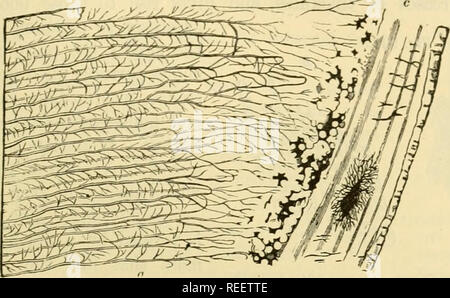 . Die vergleichende Anatomie der domestizierten Tiere. Pferde; Veterinär Anatomie. Der Mund. 413 die Emaille; einzelne an ihrem Orio^, Gabeln, und wieder Anastomose mehrmals während der leicht hügeligen Kurs. Sie in einem Nd-de-sar beenden oder in unregelmäßigen Hohlräumen unter dem zahnschmelz liegt, und dem Namen der interf/lobidar Ersatzteile von Cznmak (bilden die interglobular oder nodidar Layer). Diese Kanäle haben eine dünne richtige Wand und eine zahnmedizinische Faser, die sehr proliably ist eine Fortsetzung der Zellstoff- Zellen enthalten. Die grundlegenden Hiilistanre (oder Matrix) amorph, und nicht sehr Stockfoto