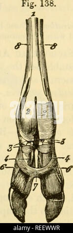 . Die vergleichende Anatomie der domestizierten Tiere. Pferde; Veterinär Anatomie. 00°JO I L 0 S61 TUMNAL UND VERTIKALE SKCTION DER DIGITALEN REGION IN DAS PFERD, ZEIGT DIE ANORDNUNG DER GELENK- UND TENDI - NOUS SYNOVIAL APPARAT. 1, erste Phalanx; 2, zweite Phalanx; 3, dritte Pha-lanx; 4, taschenklappen Sinus von dito; 5. kahnbein; 6, Sehne des anterioren extensor der Phalangen; 7, seine Eingliederung in die dritte Phalanx; 8, Sehne des pcrforatus; 9, dito perforans; 10, seine Eingliederung in die dritte Phalanx; 1], inf sesamoid Bänder; 12, y. Osterior cul-de-sac Der firs Stockfoto