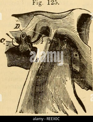 . Die vergleichende Anatomie der domestizierten Tiere. Pferde; Veterinär Anatomie. 188 Die ARTIKULATIONEN. Der Kopf, den kleinen Schräg, und der complexus. Es gibt auch an der Schnur des zervikalen Ligament. Synovial nfmbrams. - Diese Membranen sind zwei an der Zahl - eine für jedes Kondylus und coiTCsponding atloid Hohlraum. Oben, unten und nach außen durch die kapselfibrose Ligament, sind sie innerlich in die Dura mater und die faserige Tractus, der ab Der odontoid Ligament, auf der Innenseite des Okzipitalen Kondylen durchgeführt wird. Movempnts.-Extension, Flexion, seitliche Neigung, und circumdu Stockfoto