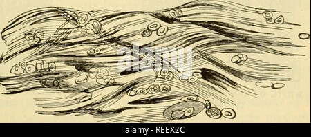 . Die vergleichende Anatomie der domestizierten Tiere. Pferde; Veterinär Anatomie. Die ARTIKULATIONEN IM ALLGEMEINEN. 173 granulare Materie in den Zellen beobachtet, ist es nicht selten zu fettkügelchen finden. Die Kerne der Zellen unterschiedlich aus; | i5 inT-o^jts Zoll im Durchmesser. Die Zellen endogen multiplizieren.) Die knorpelzellen sind unlöslich in Wasser; damit ist so weit wie ihre chemische Zusammensetzung betrifft, sie unterscheiden sich von den grundlegenden sulistance. Die diartlirodial Knorpel haben keine Gefäße oder Nerven. Die Anwesenheit von Knorpel von Verkrustungen in der Gelenke ist der Th Stockfoto
