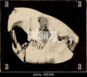 . Vergleichende zahnmedizinische Anatomie. Zähne; Zahnheilkunde. Abb. 44 - A.-Zähne von Biber (Castor canadensis). Okklusale Ansicht, die kondylen und Fossa glenoides.. Abb. 44-B.-Zähne von Biber (Castor canadensis). Seite anzeigen.. Bitte beachten Sie, dass diese Bilder sind von der gescannten Seite Bilder, die digital für die Lesbarkeit verbessert haben mögen - Färbung und Aussehen dieser Abbildungen können nicht perfekt dem Original ähneln. extrahiert. Thompson, Alton Howard, 1849-1914; Dewey, Martin, 1881 -. St. Louis, C. V. Mosby Stockfoto