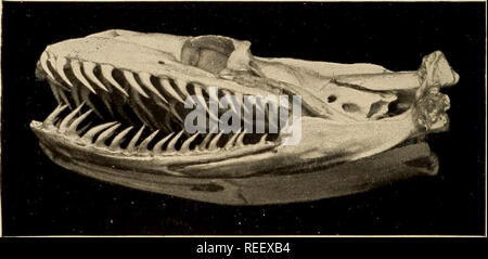 . Vergleichende zahnmedizinische Anatomie. Zähne; Zahnheilkunde. 110 Vergleichende zahnmedizinische Anatomie wie die Kobra, sie sind auch auf unbestimmte Zeit als verloren. Die nicht-giftige Schlangen haben zwei Reihen von Zähne in der oberen Reihe und eine in der unteren, die stark recurved sind und unregelmäßig in der Größe. Sie sind ankylosed auf den Unterkiefer, und erneut als verloren. Sie bestehen aus hartes Dentin mit einem dünnen äußeren Schicht von wurzelzement und Emaille. In der Boa Constrictor, die Zähne sind schlank, Coni-. FlG. 36. - die Zähne von Python regius. Cal, und leicht recurved. Dies ermöglicht Ihnen, mit den wechselnden Bewegungen der auf Schleichgang Stockfoto