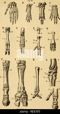 . Die vergleichende Anatomie der domestizierten Tiere. Pferde; Veterinär Anatomie. 122 FSME-Knochen.. Beschreibung auf Ol'POBITE PAGK.. Bitte beachten Sie, dass diese Bilder sind von der gescannten Seite Bilder, die digital für die Lesbarkeit verbessert haben mögen - Färbung und Aussehen dieser Abbildungen können nicht perfekt dem Original ähneln. extrahiert. Chauveau, A. (Auguste), 1827-1917; Arloing, S. (Saturnin), 1846-1911; Fleming, George, 1833-1901. New York: Appleton Stockfoto