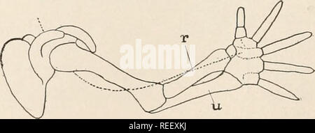 . Vergleichende Anatomie der Wirbeltiere. Anatomie, Vergleichende; Wirbeltiere -- Anatomie. v/V w.-. "Wenn Kranke. Abb. 126. Abb. 127. Abb. 126.-- zu Tarsus in Geotriton nach Wiedersheim, zeigt die Anordnung der metapodial Elemente, c, Centrale;/, fibulare; F, Fibel, t, Intermedium; t, Tibiale; T Tibia; 1-5, tarsales. Abb. 127.- Torsion in der Entwicklung von menschlichen Arm, nach Braus. u, r, ulna und Radius; gestrichelte Linie, Kurs der radialen Nerven. Die gymnophiones sie völlig fehlen. In den anura Radius und ulna oder Tibia und Fibula sind häufig abgesichert und die tarsals länglich. Die meisten markiert Funktion Stockfoto