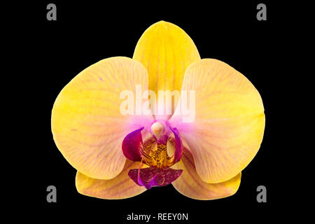 Nahaufnahme von gelber Phalaenopsis Orchidee mit lila Lippe auf schwarzem Hintergrund Stockfoto