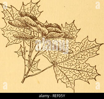 . Gemeinsame Bäume in Ohio: eine handliche Tasche Handbuch der Gemeinsamen eingeführt und Bäume von Ohio. Bäume - Ohio. Spitzahorn Acer negundo, Linnaeus der Spitzahorn ist einer der beliebtesten Straße Bäume in den Vereinigten Staaten. Es gibt nur wenige Städte, in denen dieser Baum nicht gefunden wird. Es kommt zu uns aus Europa dort, wo es von Norwegen nach Switzer-Land. Die Blätter resem - die der Sugar Maple ble sind aber in Farbe und Textur fester Tieferes Grün. Eine characte Ristic, durch die es immer unterschieden werden kann, ist die Anwesenheit von Milchsaft in den Blattstielen. Wenn gedrückt oder Twist - e Stockfoto