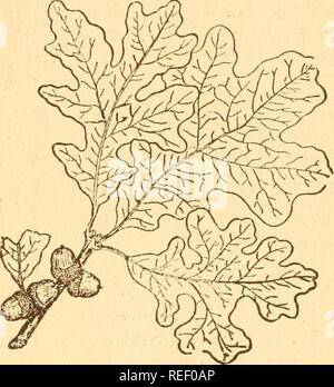 . Gemeinsame Bäume von New York. Bäume; Bäume. von New York 69 POST OAK Quercus stellata, Wangenheim DER POST OAK wurde seinem Namen in Pioneer Tage, als es weitgehend für Beiträge verwendet, eine Verwendung, für die es gut wegen der Haltbarkeit angepasst wird. Die Post Oak ist ein immergrüner Baum, aber einige seiner braunen Blätter in der Regel hängen sie an, bis die neue Ernte wird angezeigt. Die Blätter sind einfach, Alternative, Grob, steif, ledrigen Textur, 4 bis 6 cm lang. Sie sind dunkelgrün und glänzend auf der oberen Fläche, haben eine schwere Beschichtung von rostig braune Haare auf der unteren Fläche. Unter einem mag-nifying Glas die Haare sind s Stockfoto