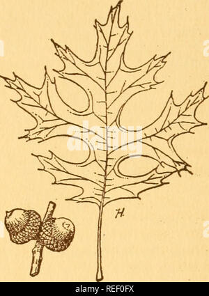 . Gemeinsame Bäume in Ohio: eine handliche Tasche Handbuch der Gemeinsamen eingeführt und Bäume von Ohio. Bäume - Ohio. Von Ohio 63 SCARLET Eiche Quercus coccinea, Muench der Scarlet Eiche, auch Spanische Eiche genannt, ist der auffälligste der amerikanischen Eichen. Der Herbst Gewand der brillante scarlet red und crimson macht es auf alle seine Mitarbeiter stehen. Die Blätter arc einfach, Alternative, 3 bis 6 cm lang, 3 bis 5 cm breit, 5 bis 9-lappig. Die Nocken sind Borste - gekippt und durch tiefe Spalten getrennt. Die Blüten ähneln denen von anderen Eichen. Die Frucht ist eine Eichel, ma-turing in zwei Jahreszeiten. Die Schale ist dünn, an der Basis verengt Stockfoto