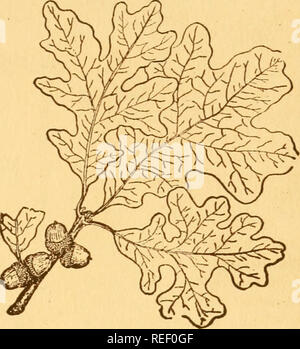 . Gemeinsame Bäume in Ohio: eine handliche Tasche Handbuch der Gemeinsamen eingeführt und Bäume von Ohio. Bäume - Ohio. Von Ohio 59 POST OAK Quercus stellata, Wartgenheim der Post Oak wurde seinem Namen in Pioneer Tage, als es weitgehend für Beiträge verwendet, eine Verwendung, für die es aufgrund seiner Haltbarkeit angepasst wird. Die Post Oak kann zu allen Jahreszeiten des Jahres erkannt werden. Einige seiner b r o w n verlässt in der Regel auf, bis die neue Ernte ap-Birnen hängen. Die Blätter sind einfach, Alternative, Grob, steif, ledrigen Textur, 4 bis 6 cm lang. Sie sind dunkelgrün und glänzend auf der oberen Fläche, haben eine schwere Co Stockfoto