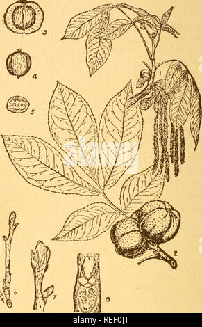 . Gemeinsame Bäume in Ohio: eine handliche Tasche Handbuch der Gemeinsamen eingeführt und Bäume von Ohio. Bäume - Ohio. 46 Gemeinsame Bäume SHELLBARK HICKORY Carya ovata, {Miller) K.Koch die Shellbark Hickory, auch als Shagbark Hickory, ist der grösste und bekannteste der Hickories. Es produziert die besten Nüsse aller nativen Hickories. Die Blätter sind wechselständig,^8 bis 14 Zoll lang, mittel, mit 5 bis 7 Blättchen. Die drei oberen Blatt-können sind die größten, die Paar in der Nähe der Basis ist in der Regel nur etwa die Hälfte der Größe des Terminals. Die Blumen arc ähnlich zu denen der anderen Hickories. Th Stockfoto