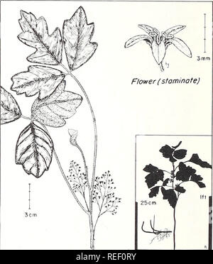 . Gemeinsame Pflanzen von longleaf Kiefer - bluestem Bereich. Ökologie der Pflanzen; Gräser; Futterpflanzen. Fruchtenden trieb poison-ivy Rhus radicans L. Obwohl poison-ivy auftreten können fast überall auf longleaf Kiefer - bluestem, es wächst vor allem auf feuchten, bewaldeten Standorten, besonders Stream aufsitzt. Pflanzen sind in der Regel Reben, Klettern durch Luftwurzeln, die sich an die Rinde von Bäumen und Sträuchern. Fehlt die Unterstützung von Vegetation, Pflanzen können entweder Wildwuchs auf dem Boden oder auf einer Strauchigen Gewohnheit übernehmen. Blätter haben drei Broschüren, die jeweils 1 bis 4 cm lang. In typischen Exemplare, Faltblatt die Margen sind Gelappt oder grob gezahnte Stockfoto