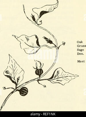 . Gemeinsame essbar und nützliche Pflanzen des Westens. Pflanzen, essbare - West (U. S.); Botanik, wirtschaftlichen; Botanik - West (U. S.). Reben 7 V-l. WESTERN JUNGFRAU BOWER, Clematis ligusticifolia; Buttercup Fam. Klettert durch Hilfe der Blattstiele des gegenüberliegenden und zusammengesetzte Blätter, Blüten mit weißen, Blütenblatt - wie Kelchblättern, aber keine Blütenblätter; Merkblätter 5-7; Blumen in die Feder-wie Samen. Yerba de Chivato, genannt "Kraut der Ziege" von spanish-americans, die es verwendet, um Wunden zu waschen. Indianer weißen Rinde für Fieber, Blätter und Rinde für Shampoo und ein Auskochen der Blätter wurde auf Pferden Stockfoto