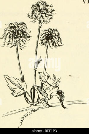 . Gemeinsame essbar und nützliche Pflanzen des Westens. Pflanzen, essbare - West (U. S.); Botanik, wirtschaftlichen; Botanik - West (U. S.). Reben 7 V-l. WESTERN JUNGFRAU BOWER, Clematis ligusticifolia; Buttercup Fam. Klettert durch Hilfe der Blattstiele des gegenüberliegenden und zusammengesetzte Blätter, Blüten mit weißen, Blütenblatt - wie Kelchblättern, aber keine Blütenblätter; Merkblätter 5-7; Blumen in die Feder-wie Samen. Yerba de Chivato, genannt "Kraut der Ziege" von spanish-americans, die es verwendet, um Wunden zu waschen. Indianer weißen Rinde für Fieber, Blätter und Rinde für Shampoo und ein Auskochen der Blätter wurde auf Pferden Stockfoto