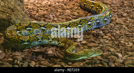 Braun und gelb Netzpython kriecht über den Boden, beliebte grosse Schlange aus Asien Stockfoto